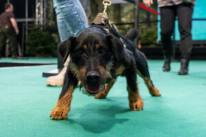 Hund auf dem Messegelände der Messe Jagd & Hund